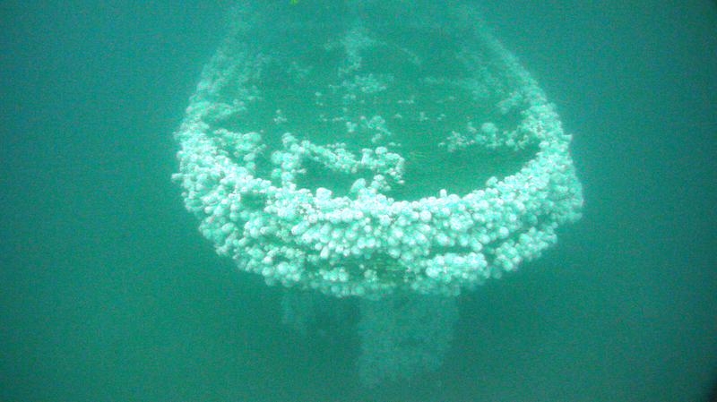 Stern view of the shipwreck USSConestoga colonized with white plumose sea anemones contrasting the water column. Credit: NOAA ONMS/Teledyne SeaBotix